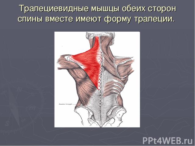 Трапециевидные мышцы обеих сторон спины вместе имеют форму трапеции.