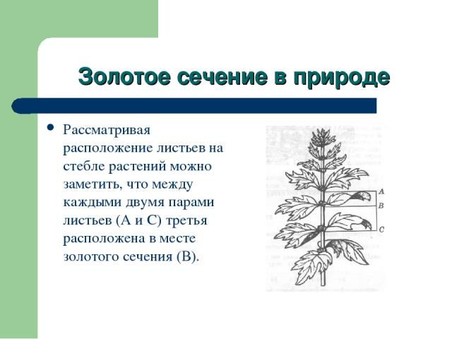 Золотое сечение в природе Рассматривая расположение листьев на стебле растений можно заметить, что между каждыми двумя парами листьев (А и С) третья расположена в месте золотого сечения (В).