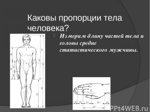 Каковы пропорции тела человека? Измерим длину частей тела и головы средне статис
