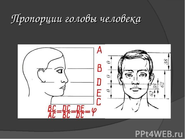 Пропорции головы человека