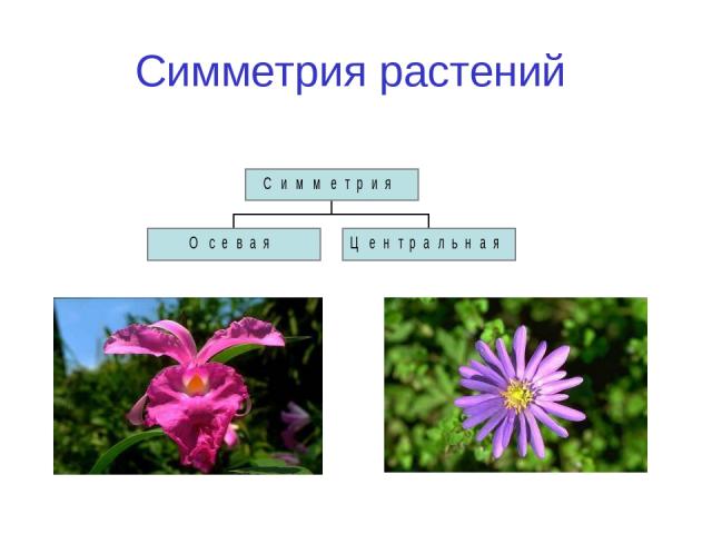 Симметрия растений