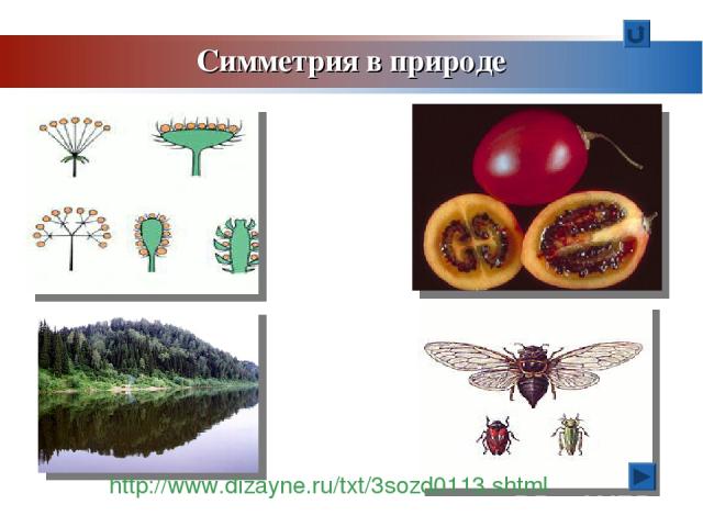 Симметрия в природе http://www.dizayne.ru/txt/3sozd0113.shtml