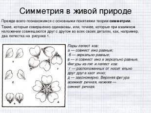 Симметрия в живой природе Прежде всего познакомимся с основными понятиями теории