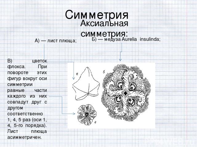 Симметрия Аксиальная симметрия:   А) — лист плюща; Б) — медуза Aurelia insulinda; В) цветок флокса. При повороте этих фигур вокруг оси симметрии равные части каждого из них совпадут друг с другом соответственно 1, 4, 5 раз (оси 1, 4, 5-го порядка). …