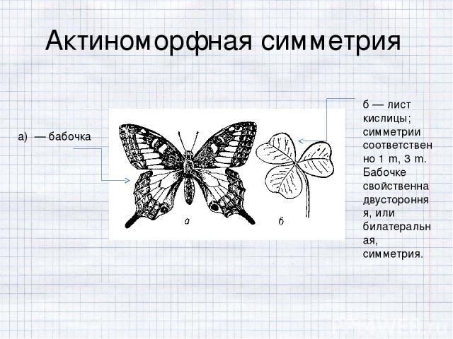 б — лист кислицы; симметрии соответственно 1․m, 3․m. Бабочке свойственна двусторонняя, или билатеральная, симметрия. Актиноморфная симметрия  а) — бабочка