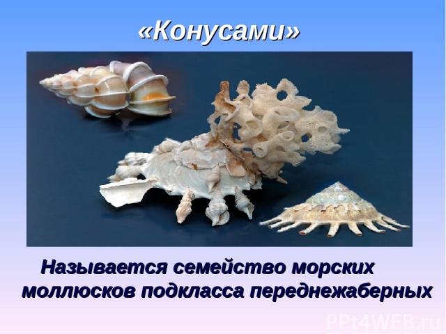 «Конусами» Называется семейство морских моллюсков подкласса переднежаберных