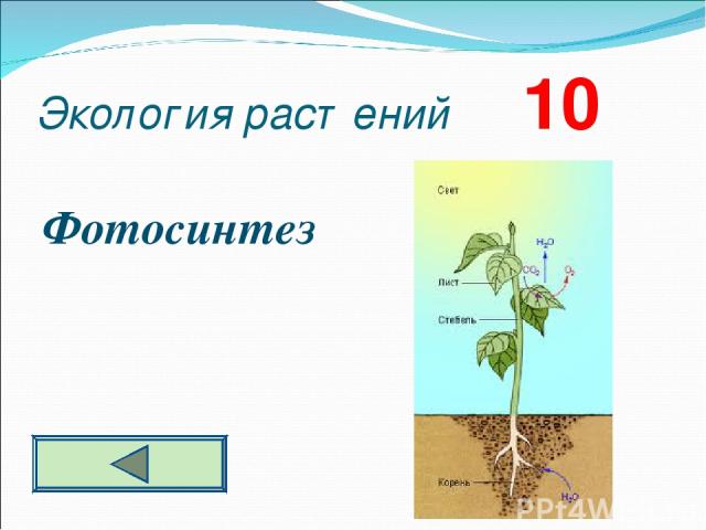 Экология растений 10 Фотосинтез