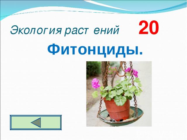 Экология растений 20 Фитонциды.