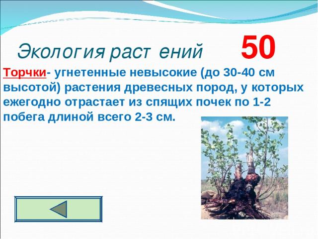 Экология растений 50 Торчки- угнетенные невысокие (до 30-40 см высотой) растения древесных пород, у которых ежегодно отрастает из спящих почек по 1-2 побега длиной всего 2-3 см.