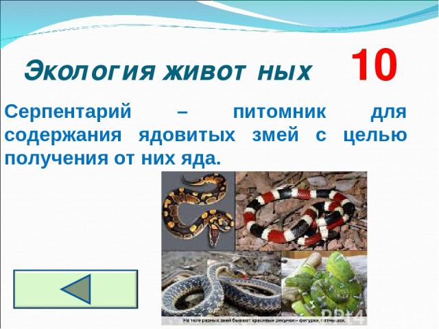 Экология животных 10 Серпентарий – питомник для содержания ядовитых змей с целью получения от них яда.