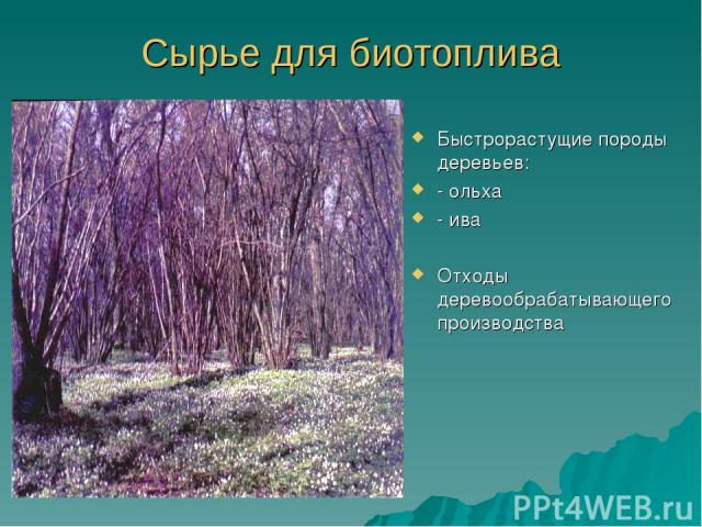 Сырье для биотоплива Быстрорастущие породы деревьев: - ольха - ива Отходы деревообрабатывающего производства