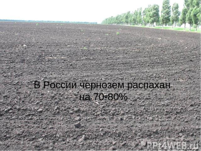 В России чернозем распахан на 70-80%