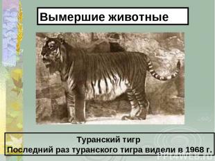Туранский тигр Последний раз туранского тигра видели в 1968 г. Вымершие животные