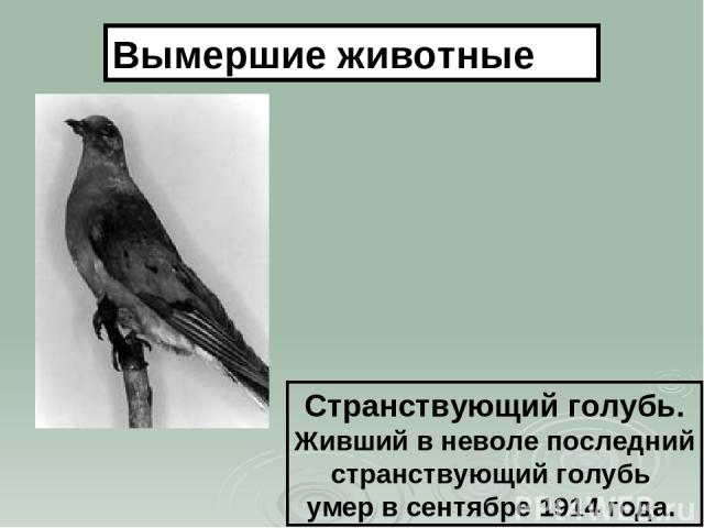 Странствующий голубь. Живший в неволе последний странствующий голубь умер в сентябре 1914 года. Вымершие животные