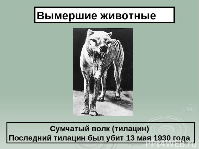Сумчатый волк (тилацин) Последний тилацин был убит 13 мая 1930 года Вымершие животные
