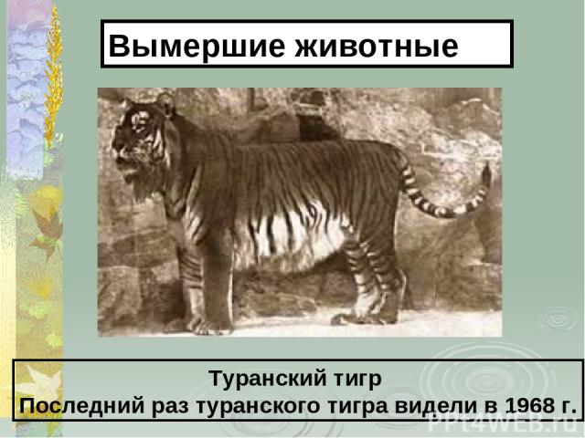 Туранский тигр Последний раз туранского тигра видели в 1968 г. Вымершие животные