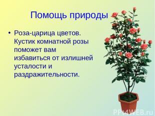 Помощь природы Роза-царица цветов. Кустик комнатной розы поможет вам избавиться