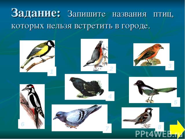 Задание: Запишите названия птиц, которых нельзя встретить в городе. 1 4 6 3 2 7 8 5