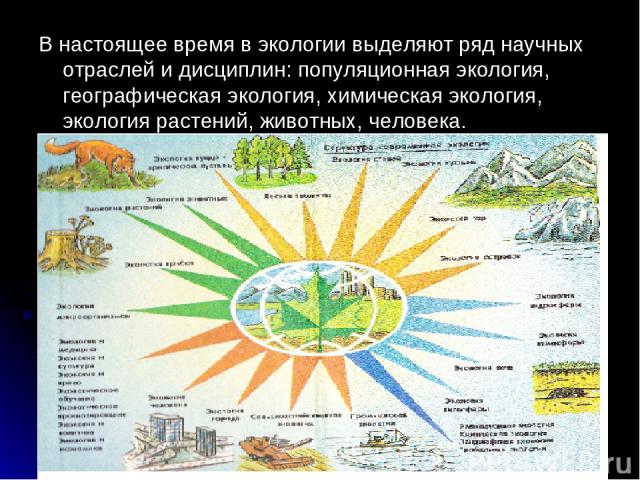 В настоящее время в экологии выделяют ряд научных отраслей и дисциплин: популяционная экология, географическая экология, химическая экология, экология растений, животных, человека.