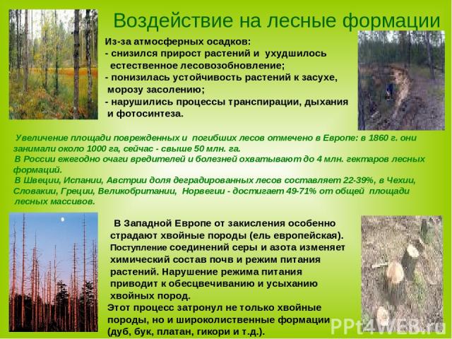 Воздействие на лесные формации Из-за атмосферных осадков: - снизился прирост растений и ухудшилось естественное лесовозобновление; - понизилась устойчивость растений к засухе, морозу засолению; - нарушились процессы транспирации, дыхания и фотосинте…