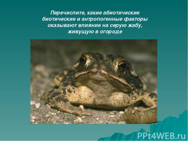 Перечислите, какие абиотические биотические и антропогенные факторы оказывают влияние на серую жабу, живущую в огороде