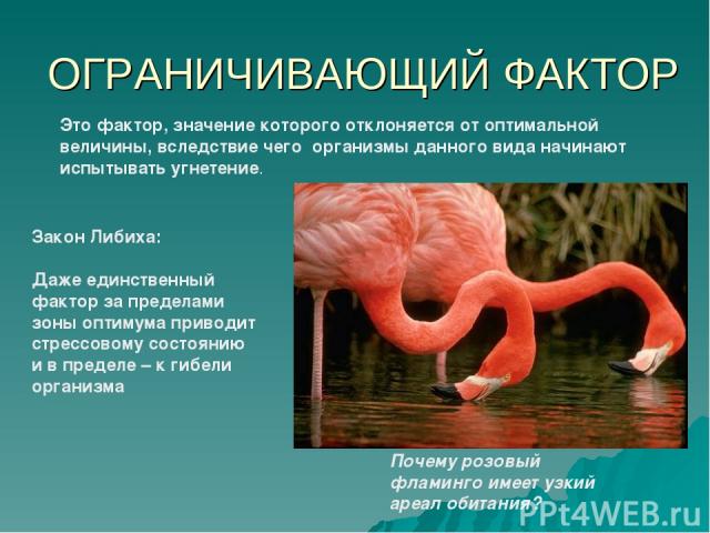 ОГРАНИЧИВАЮЩИЙ ФАКТОР Это фактор, значение которого отклоняется от оптимальной величины, вследствие чего организмы данного вида начинают испытывать угнетение. Почему розовый фламинго имеет узкий ареал обитания? Закон Либиха: Даже единственный фактор…