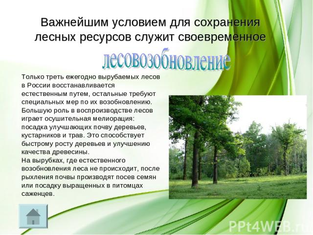 Важнейшим условием для сохранения лесных ресурсов служит своевременное Только треть ежегодно вырубаемых лесов в России восстанавливается естественным путем, остальные требуют специальных мер по их возобновлению. Большую роль в воспроизводстве лесов …
