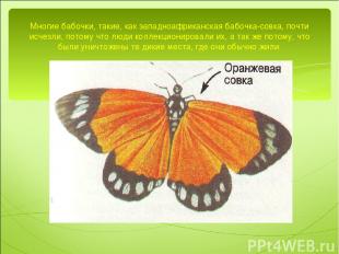 Многие бабочки, такие, как западноафриканская бабочка-совка, почти исчезли, пото
