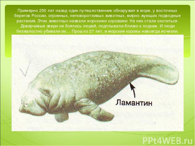 Примерно 250 лет назад один путешественник обнаружил в море, у восточных берегов России, огромных, неповоротливых животных, мирно жующих подводные растения. Этих животных назвали морскими коровами. На них стали охотиться. Доверчивые звери не боялись…