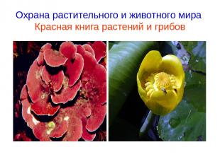 Охрана растительного и животного мира Красная книга растений и грибов