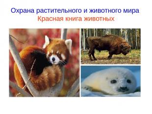Охрана растительного и животного мира Красная книга животных