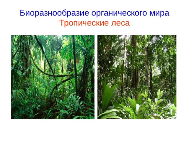 Биоразнообразие органического мира Тропические леса