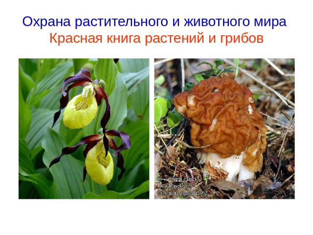 Охрана растительного и животного мира Красная книга растений и грибов