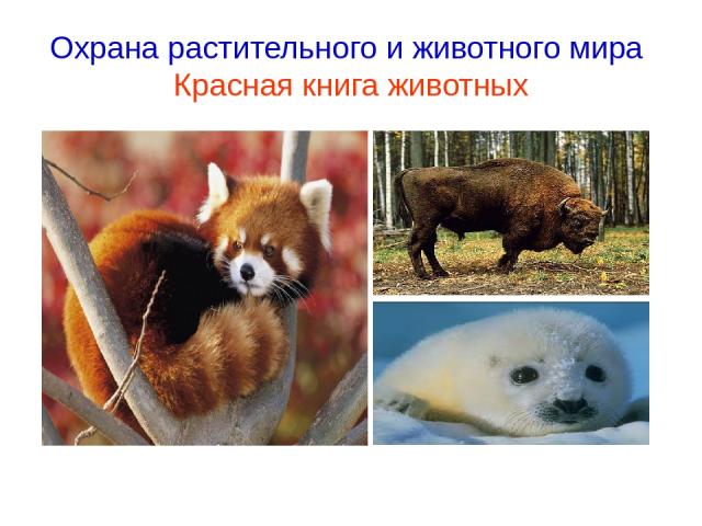 Охрана растительного и животного мира Красная книга животных