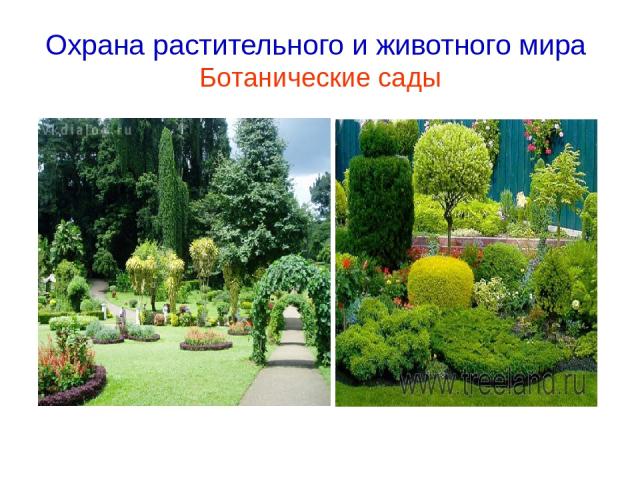 Охрана растительного и животного мира Ботанические сады