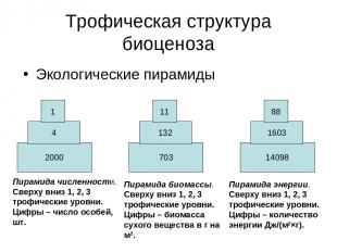 Трофическая структура биоценоза Экологические пирамиды 2000 4 1 703 132 11 14098