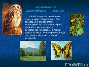 Биологическое разнообразие Ильмен . Своеобразен растительный и животный мир запо