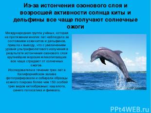Из-за истончения озонового слоя и возросшей активности солнца киты и дельфины вс