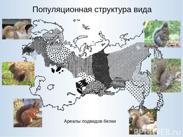 Популяционная структура вида Ареалы подвидов белки