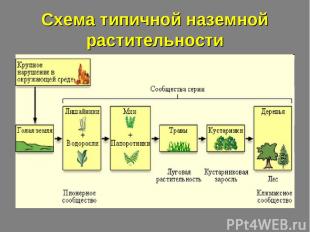 Схема типичной наземной растительности