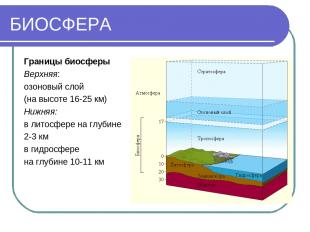 БИОСФЕРА Границы биосферы Верхняя: озоновый слой (на высоте 16-25 км) Нижняя: в