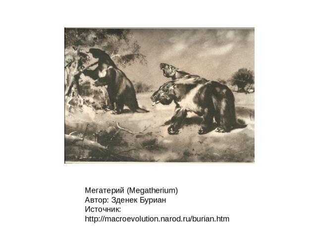 Мегатерий (Megatherium) Автор: Зденек Буриан Источник: http://macroevolution.narod.ru/burian.htm
