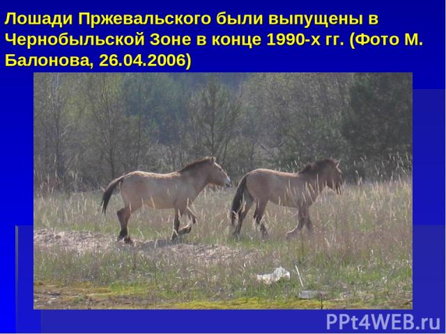 Лошади Пржевальского были выпущены в Чернобыльской Зоне в конце 1990-х гг. (Фото M. Балонова, 26.04.2006)