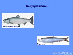 Полупроходные: Балтийский лосось Корюшка