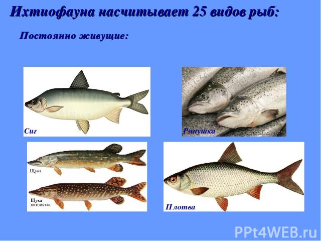 Постоянно живущие: Ихтиофауна насчитывает 25 видов рыб: Сиг Ряпушка Плотва