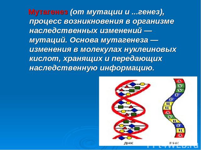 Мутагенез (от мутации и ...генез), процесс возникновения в организме наследственных изменений — мутаций. Основа мутагенеза — изменения в молекулах нуклеиновых кислот, хранящих и передающих наследственную информацию.