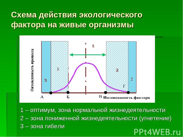 Схема действия экологического фактора на живые организмы 1 – оптимум, зона нормальной жизнедеятельности 2 – зона пониженной жизнедеятельности (угнетение) 3 – зона гибели