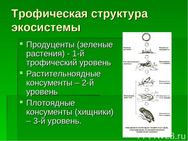 Трофическая структура экосистемы Продуценты (зеленые растения) - 1-й трофический уровень Растительноядные консументы – 2-й уровень Плотоядные консументы (хищники) – 3-й уровень.