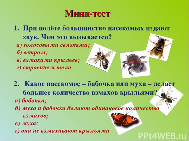 Мини-тест При полёте большинство насекомых издают звук. Чем это вызывается? а) голосовыми связками; б) ветром; в) взмахами крыльев; г) строением тела 2. Какое насекомое – бабочка или муха – делает большее количество взмахов крыльями? а) бабочка; б) …