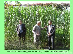* Мискантус тросниковидный (гигантский) 2 года – ЦБС НАН Беларуси